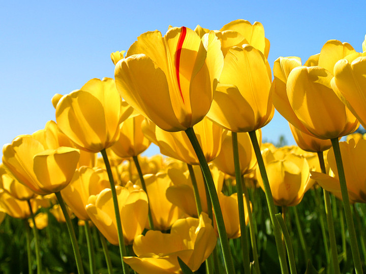 Tulips_2
