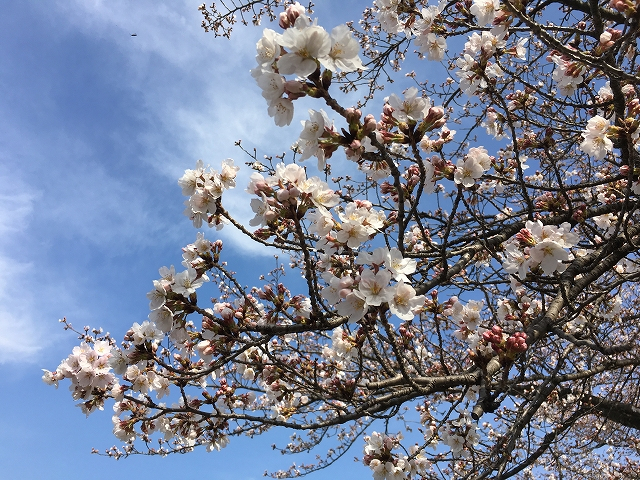 Afd1f0ba6a0f43ba8ad2a847d291d655